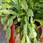 Schlumbergera bridgesii Fulla