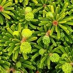 Abies koreana Лист