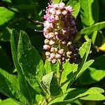 Spiraea salicifolia Blomma