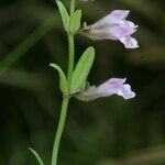 Scutellaria minor 其他