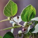 Ficus palmata Fruit