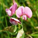 Lathyrus sylvestris 花