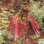Calliandra houstoniana Cvet