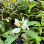 Chelone glabra Цветок