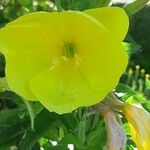 Oenothera glaziovianaFlower