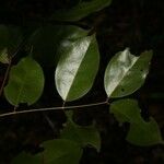 Eperua grandiflora 葉