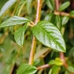 Cotoneaster franchetii Hoja