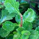 Teucrium chamaedrys Leaf
