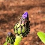 Cyanus triumfettii Flower