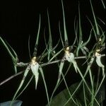 Brassia rhizomatosa