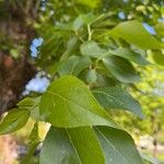 Populus balsamifera 葉