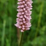 Bistorta officinalis Blüte