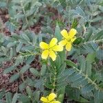 Tribulus terrestris花