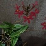 Epidendrum ibaguenseKvět