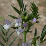 Vicia hirsuta Blüte