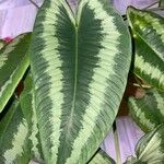 Schismatoglottis calyptrata Leaf