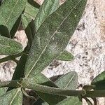 Helianthemum nummularium Leaf