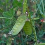 Vicia eriocarpa Ffrwyth