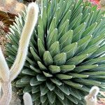 Agave victoriae-reginae Leaf