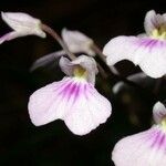 Ionopsis utricularioides ᱵᱟᱦᱟ