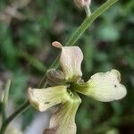 Hesperis laciniata 花
