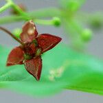 Euonymus atropurpureus Flor