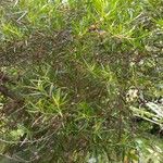 Leptospermum petersonii برگ