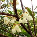 Elaeocarpus nodosus Flor