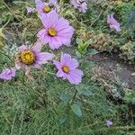 Cosmos bipinnatus Habitus