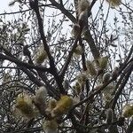 Salix × reichardtii Flower