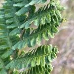 Dryopteris borreri Blad