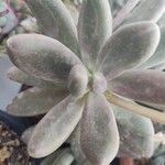 Pachyphytum kimnachii Leaf