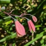 Bomarea edulis Flor