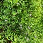 Elephantopus elatus Hoja