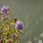 Vitex agnus-castusFlor