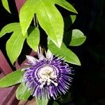 Passiflora amethystinaLevél