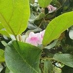 Delostoma integrifolium Flower