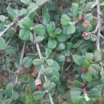 Malacomeles denticulata Leaf