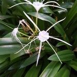 Hymenocallis littoralisफूल