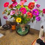 Zinnia elegansКветка