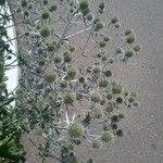 Eryngium planumFlor