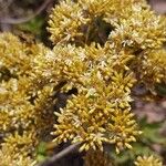 Helichrysum italicumFlor