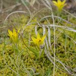 Gagea bohemica Fula