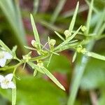 Thesium alpinum Leaf