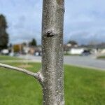 Quercus lobata Corteza