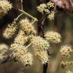 Combretum collinum Flower