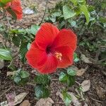 Hibiscus fragilisപുഷ്പം