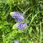 Phyteuma betonicifolium Flor