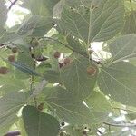 Celtis occidentalis Fruct