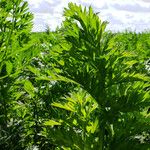 Artemisia annua Blatt